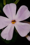 Alabama phlox